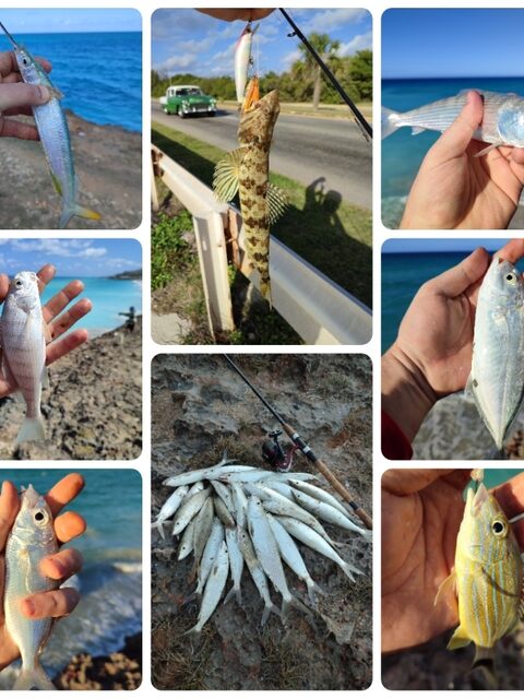 Коллаж из кубинских прибрежных мальков вместо трофеев