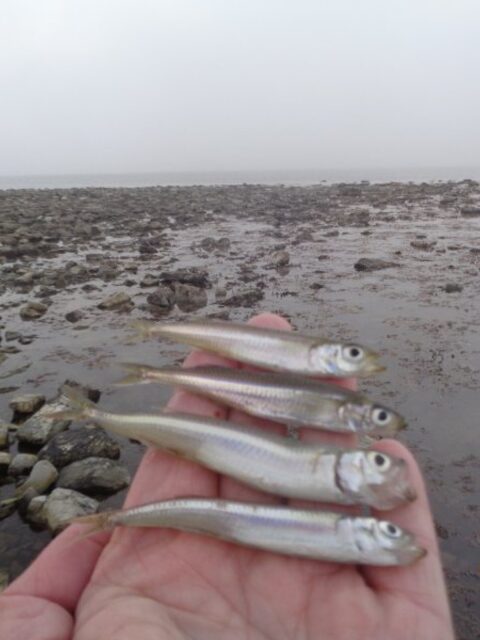Осенняя рыбалка на Чёрном море у Большого Утриша с бомбардой и морской рыбой