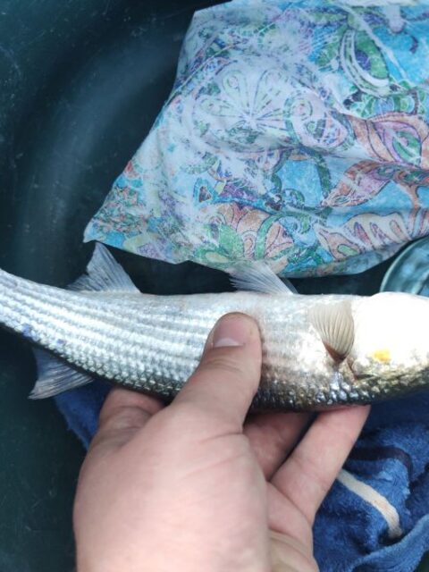 Сегодня сын поймал рыбу на морской рыбалке в Судаке