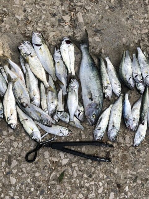 Полсотни рыб за утро на пилькер и Rigge после шторма на Черном море