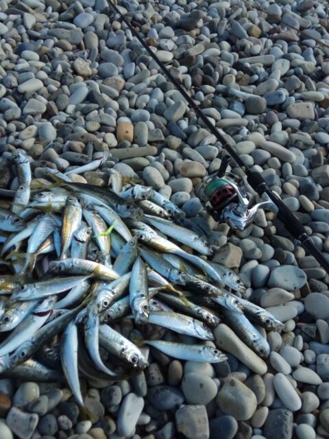 После береговых выездов перешел на пилькеры и стики с лодки в море