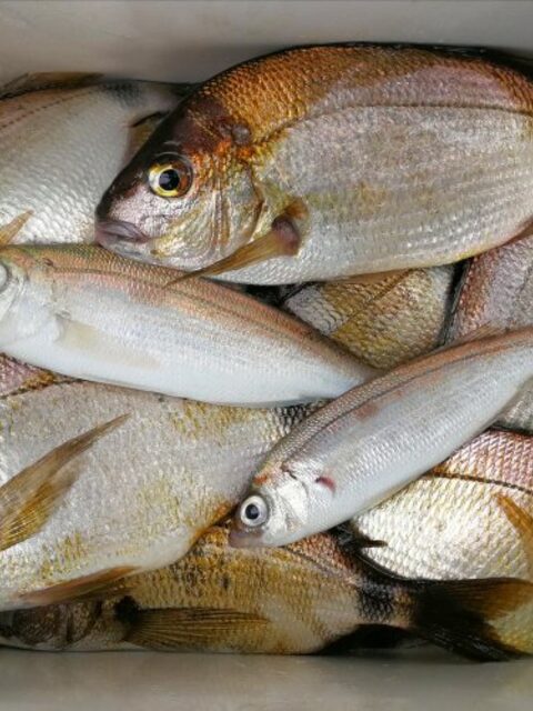 Чёрное море: 2-3 кг карася, смариды и кукушки с лодки на стики и пилькеры с сушёным нереисом