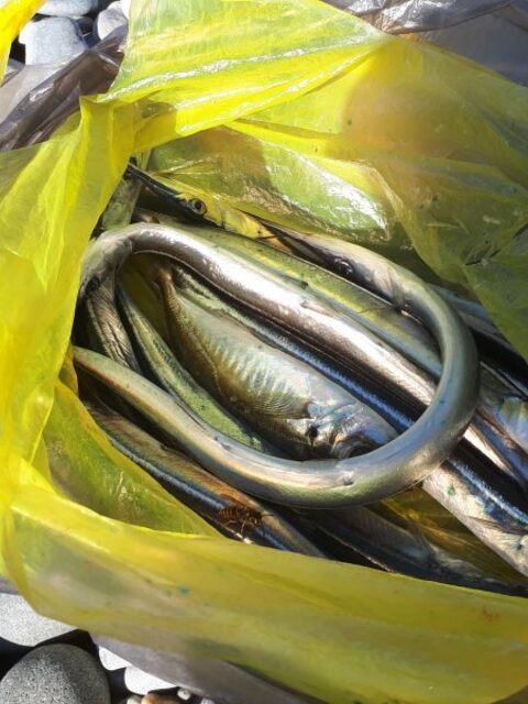Сарган на бомбарду с червем в районе Сочи на Чёрном море