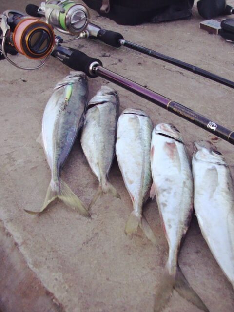 Ставрида 25+ на Чёрном море ещё только начинает подходить с прогревом воды