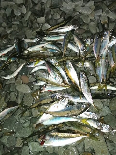 Товарищу вчера попалась ставрида покрупнее в Черном море