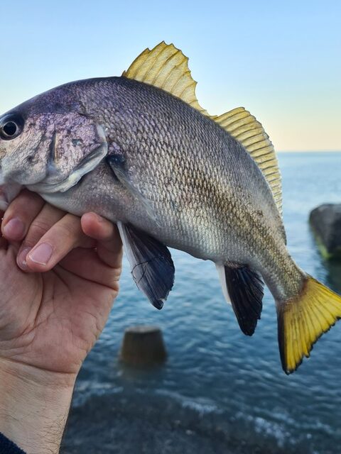 Утренний выход на Чёрном море с колебалкой 3 гр. и маракью