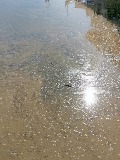 Легчайшая удилка интереснее крана, а море после ливня коричневое