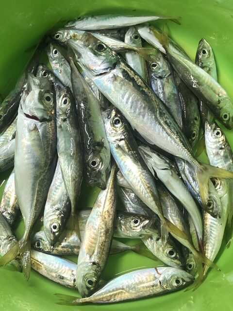 Любимовка, пирсы и микроджиг ради морского бриза и самого процесса