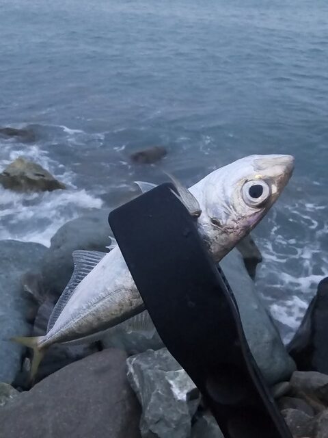 Ночная рыбалка на Чёрном море: ставридка на закате и попытка поймать скорпену