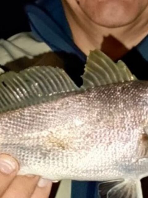 Ночная ловля спиннингом в Сочи на Чёрном море: скорпена, ставрида и горбыль