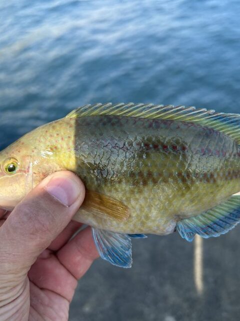 Чёрное море, Понизовка: вечерняя рыбалка на скорпен после долгого перерыва