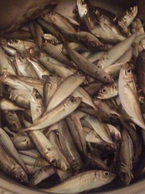 Ловля ставриды самодуром с лодки на Чёрном море: полный улов за пару часов