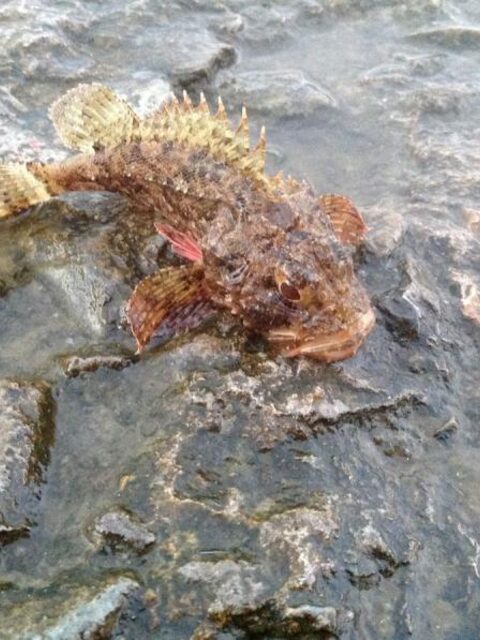 Чёрное море, Алушта: ловля ставридки с волнорезов у устья реки Демерджи