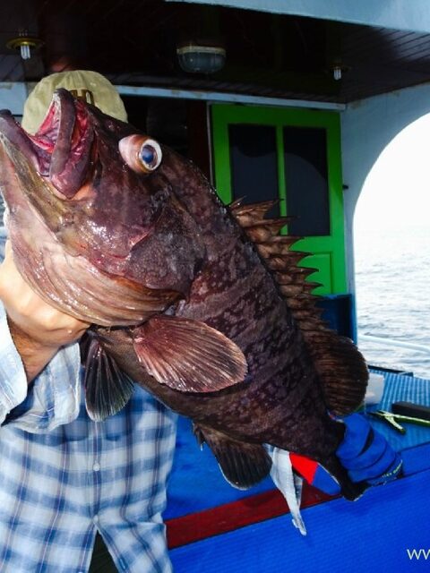 Из Андаманского моря вернулись с GT, догфишем, груперами и руби снапером