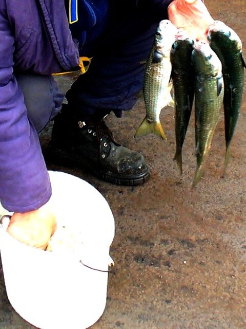 Болгария, Поморие и Порт Бургас: морская рыбалка за калканом и кефалью
