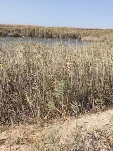 За крупным червем в глубину камышей с лопатой и куском пенопласта