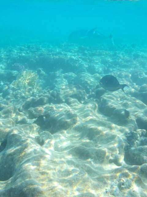 Красное море: у автора выходит не рыбалка, а подводная фотоохота - и дядя Шарик в придачу