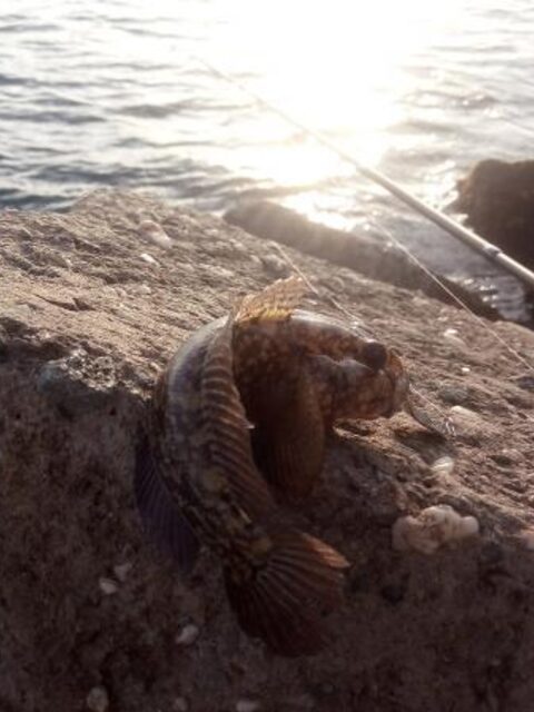 Равда, Болгария: первая рыбалка в Черном море со спиннингом, микроджиг и сарган