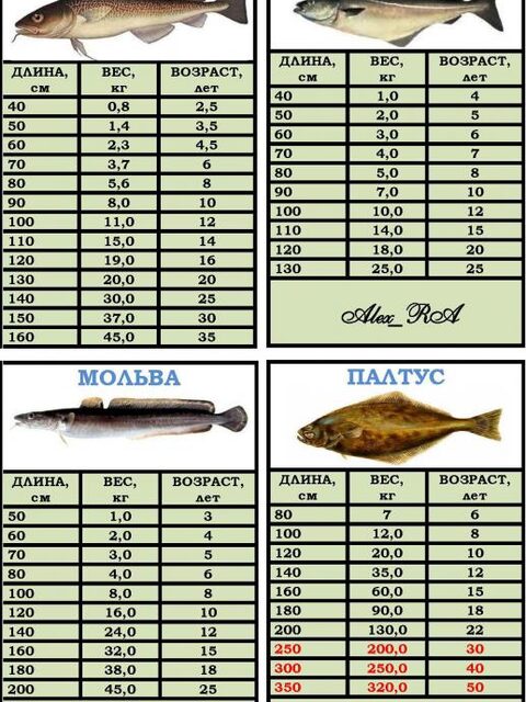 Как примерно связаны длина, вес и возраст трески, сайды, мольвы и палтуса