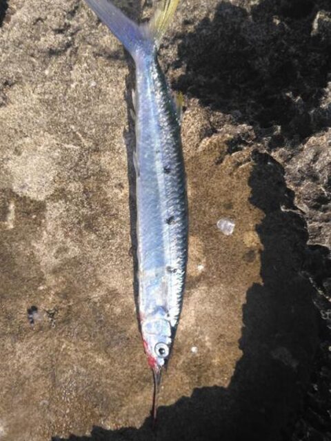 Мои на Кипре поймали монстрика, а пишут needlefish