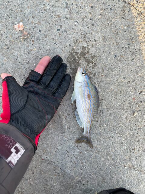 Ловля ставриды и скорпены на Чёрном море в Геленджике в купальный сезон с берега на джиг