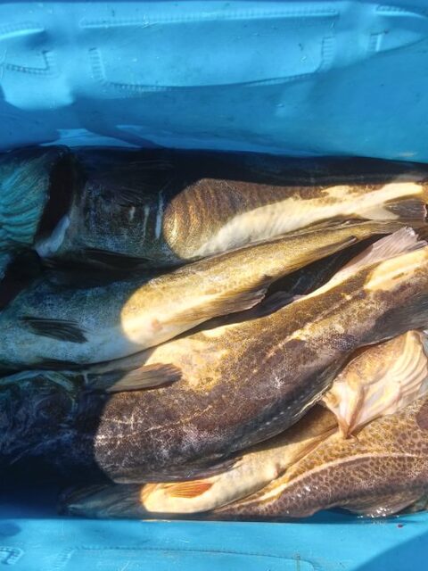Белое море, Чупа: на рыбалке дуплет, две полторашки