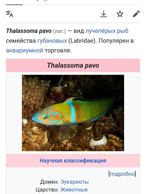 Чёрное море, рыбалка с пирса на ветру: сардины, карасик и павлинья талассома