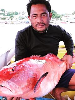 Красный групер Годжали на 16 килограммов из моря Флорес