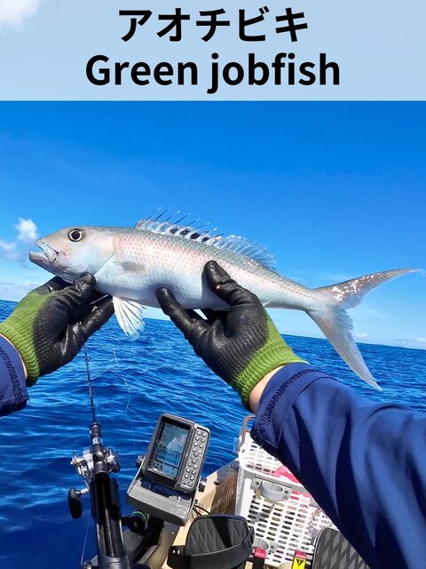Тридцать пятый улов 2025 года: Green jobfish с каяка