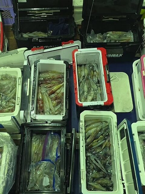 Первый Grampus Squid Festival у Пусана: смена точки вернула клев