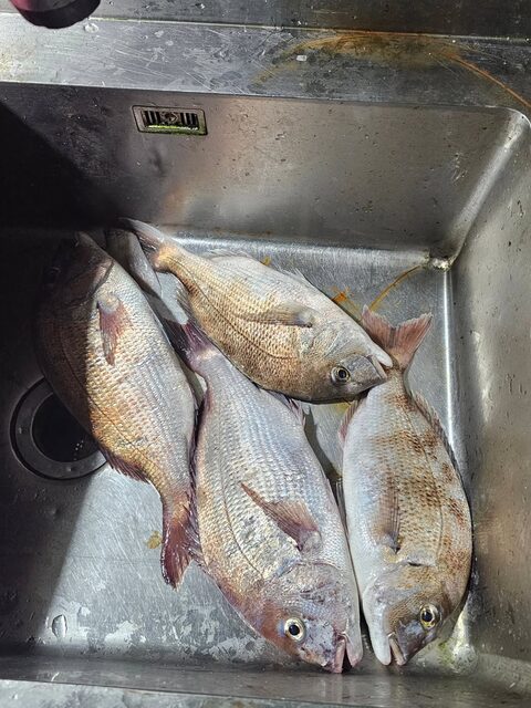 На корейской рыбалке поймали красного морского леща чамдома