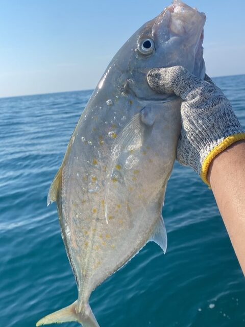 Серебристая морская рыба в улове лодочного выхода у Бахрейна
