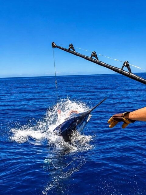 Голубой марлин у борта Pesca Grossa: отпускание в водах Мадейры