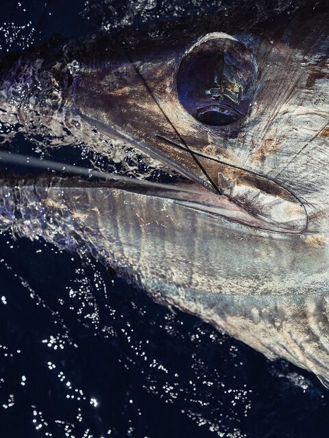 Долгожданная Ла-Гомера: на воду вышли с Noalex Sportfishing