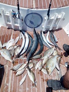 Барракуды из Катара: смешанный улов на морской рыбалке