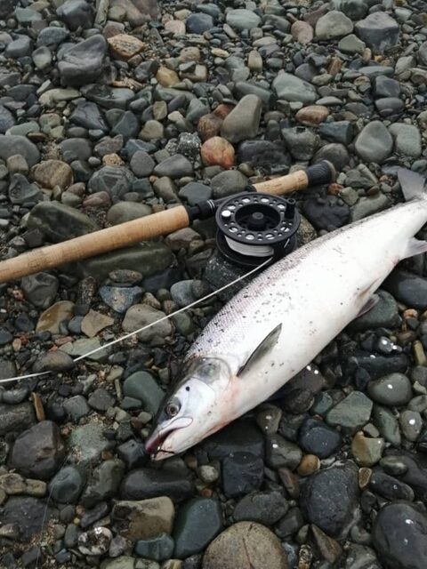 Августовский лосось с морскими клопами удивил нас на Печенге