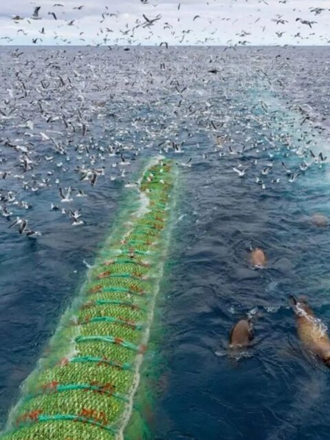 Минтай в Охотском море: трал с уловом в 120 тонн рыбы