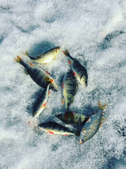 На Братском водохранилище в улов попался полосатый окунь
