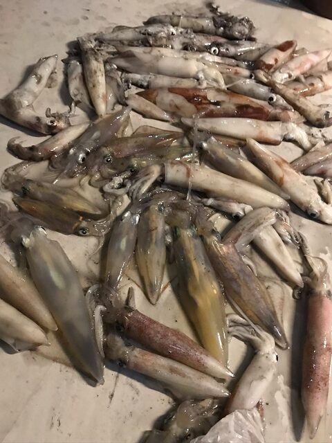 Каракатицы стали добычей морской рыбалки в районе Акбюка