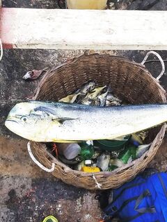 Махи в улове морской рыбалки у ямайского города Негрил
