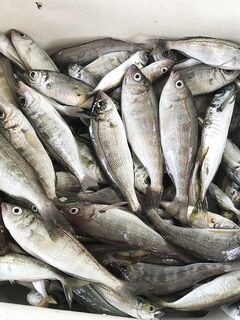 Ставрида из Витино: морской улов на крымской рыбалке