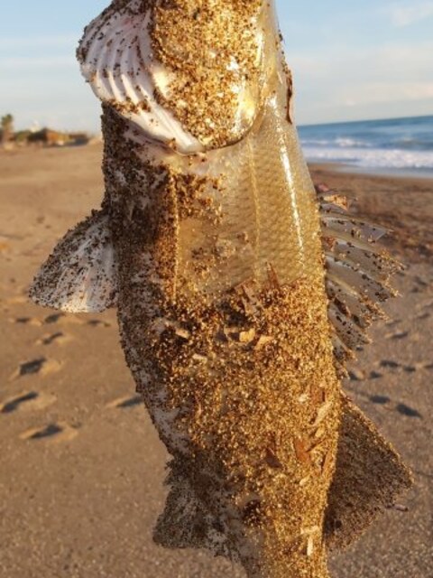Сибас в 10.30 и низкая вода у пирсов Чолаклы