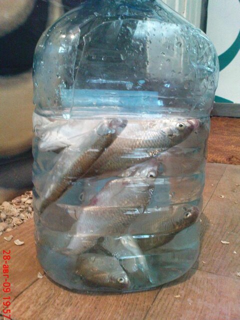 Поплавочная снасть с кормушкой на Долгой косе по тарани, бычку и шамайке