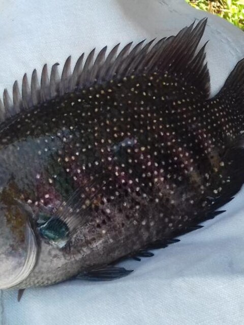 Маравила на Шри-Ланке: лагуна с хлебом, Karimeen, Килия и морской сом с берега
