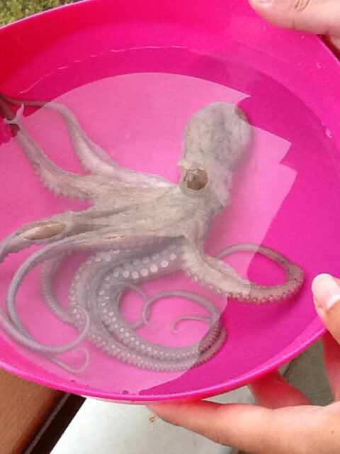 Коньяалты: паламут, кальмар и осьминог в начале сезона