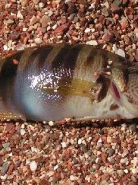 Адриатическое море, Святой Стефан: морская рыбалка с маской, ласкирь и каменистый окунь