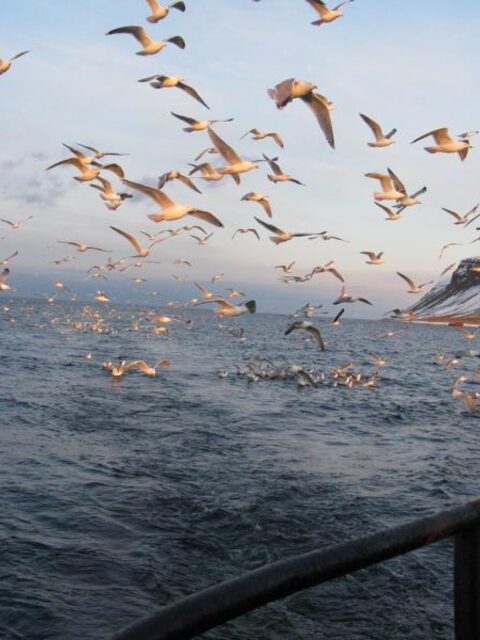Разделывать улов в море или уже в Териберке?