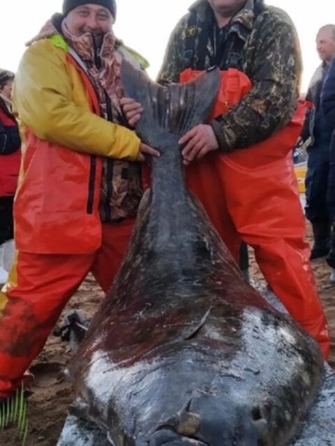 Баренцево море, Териберка: поздравления с удачной поимкой на 76 кг