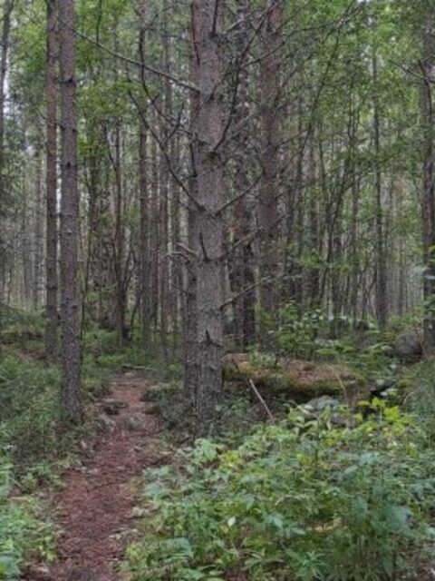 Тропинка среди елей и берёз