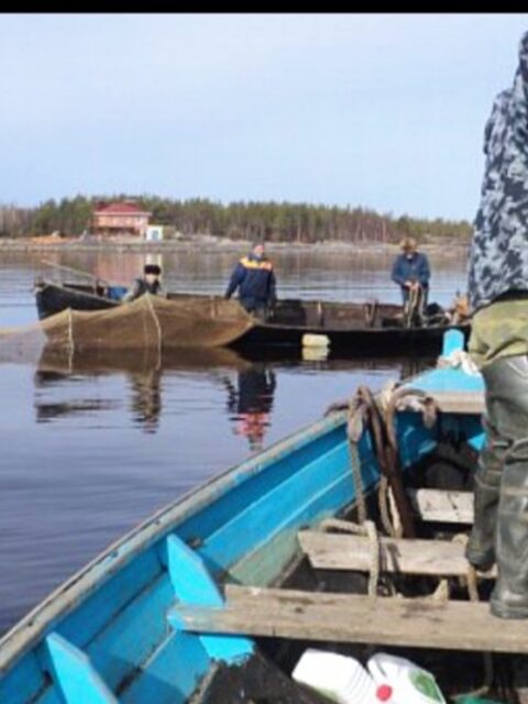 Чужие снимки: беломорка и навага